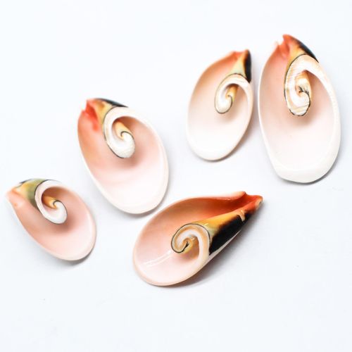 Shell Swirl Drops Cones 30 50mm 6pcs for jewellery making