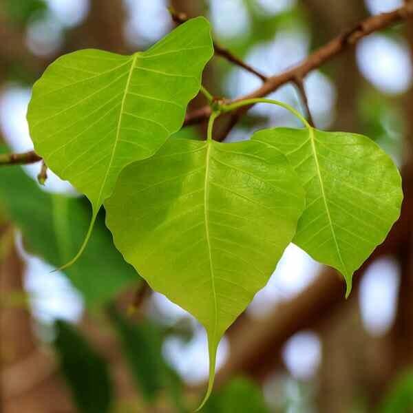 Peepal leaf/Arasam Ilai- The Sacred Leaf