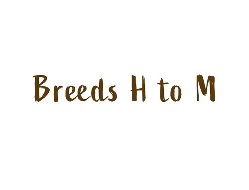 Dog Breeds H-M