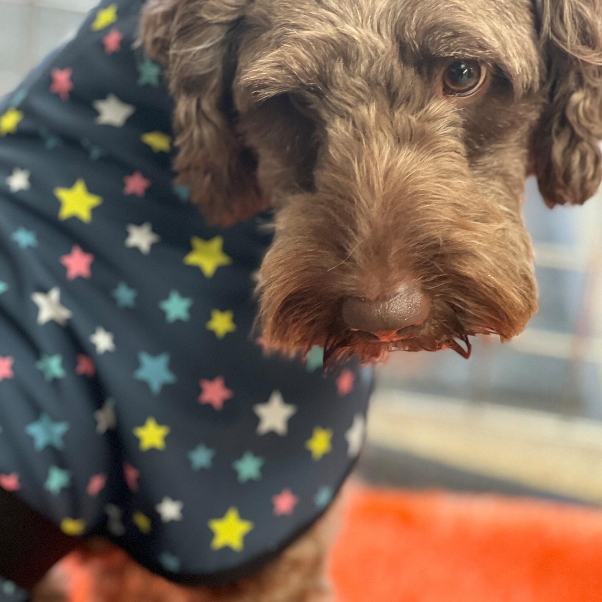 Multi-Star Waterproof Fleece Dog Coats – Keep Your Pup Warm, Dry, and Stylish