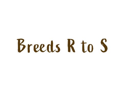 Dog Breeds R-S
