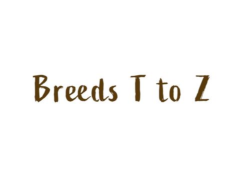 Dog Breeds T-Z