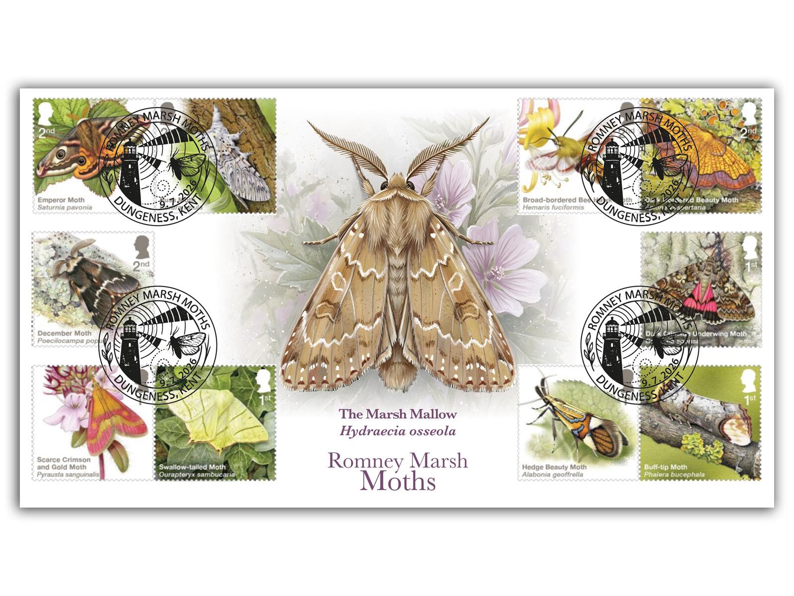 Moths | The Marsh Mallow Moth