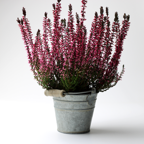 small vintage bucket plant pot