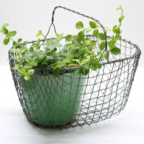 wire basket used to display potted plant