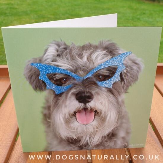 Fun Miniature Schnauzer Greetings Card