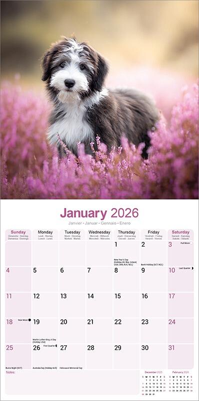 Bearded Collie Gift Idea - Calendar