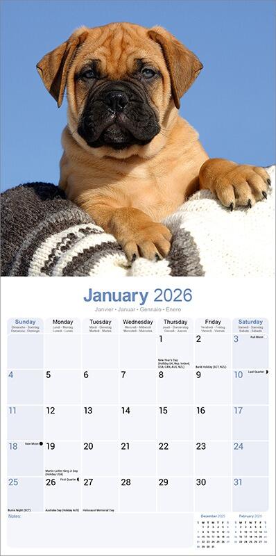 Bull Mastiff Calendar 2026 Inside