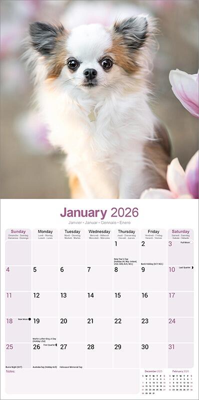 Chihuahua Calendar 2026 Inside