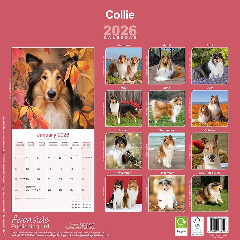 Collie Wall Calendar 2026