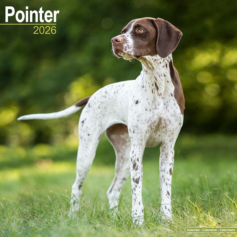 English Pointer Calendar 2026