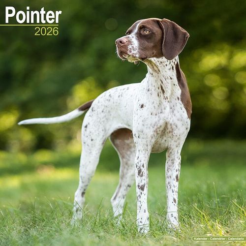 English Pointer Calendar 2026