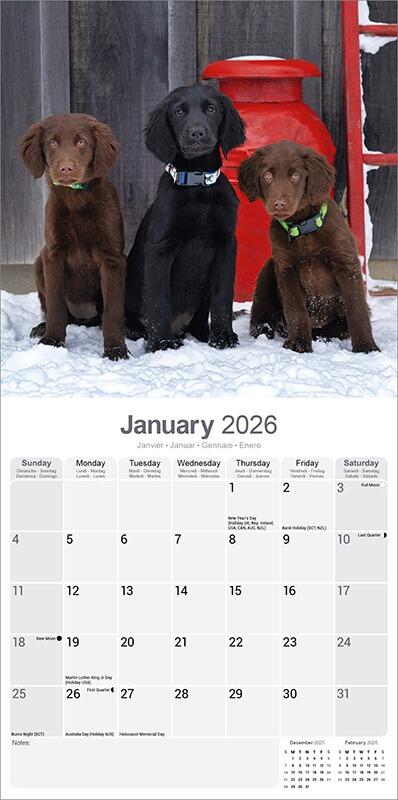 Flat Coated Retriever Calendar 2026 Planner