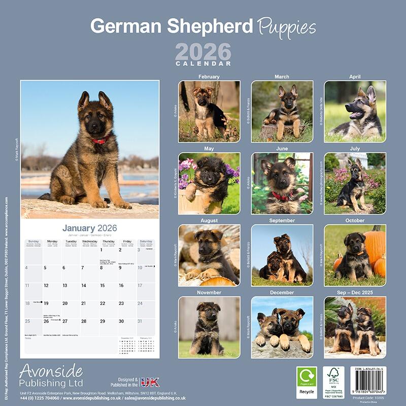 German Shepherd Puppies Wall Calendar 2026