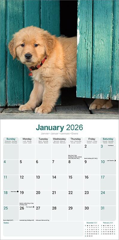 Golden Retriever Calendar 2026 Planner