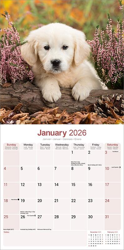 Golden Retriever Puppies Calendar 2026 Planner