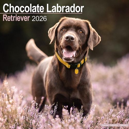 Chocolate Labrador 2026 Calendar