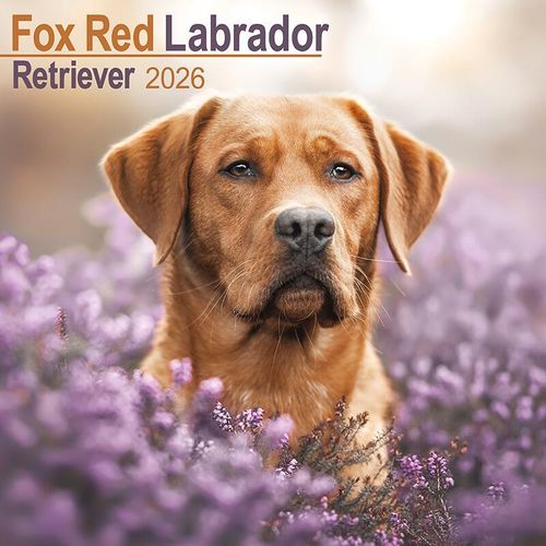 Fox Red Labrador Calendar 2026