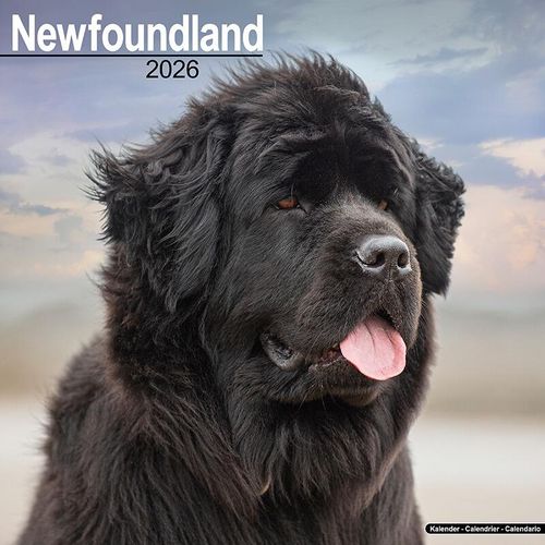 Newfoundland Dog Lover Calendar 2026