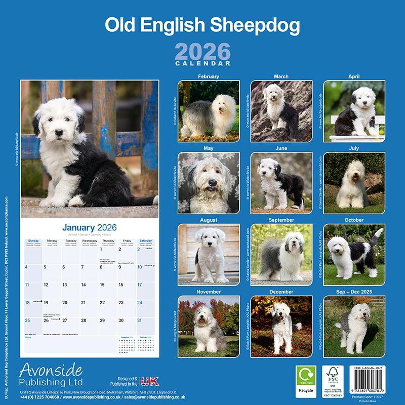 Old English Sheepdog Wall Calendar 2026
