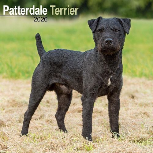 Patterdale Terrier Wall Calendar 2026