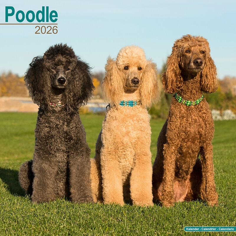 Poodle Calendar 2026