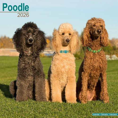 Poodle Calendar 2026