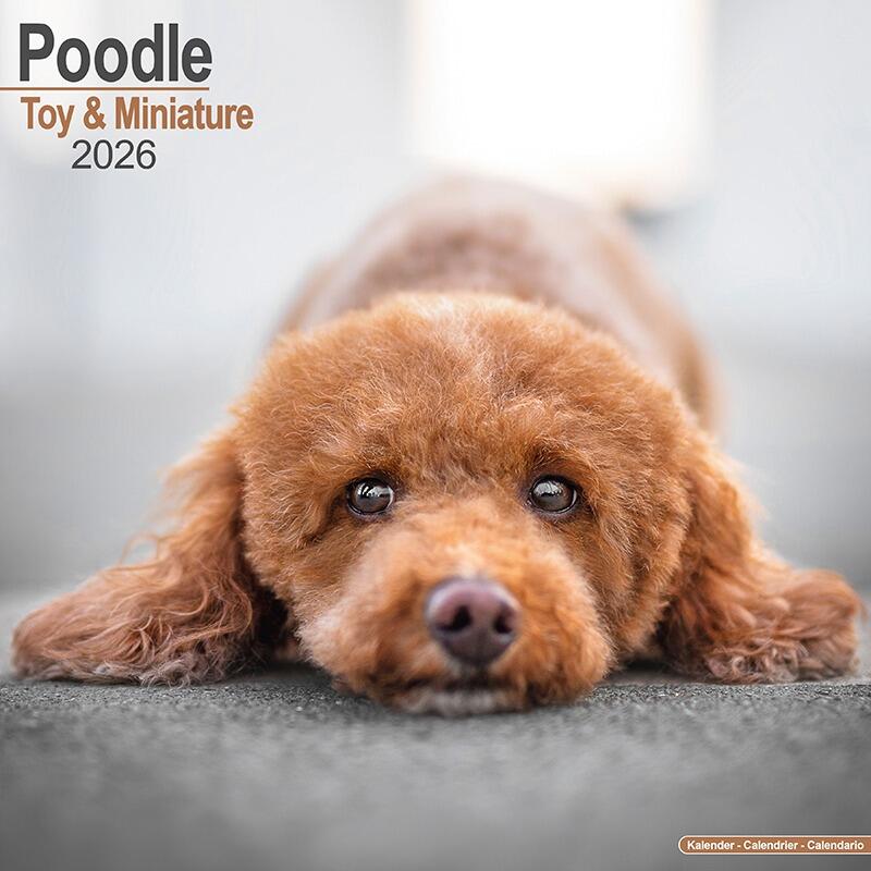 Toy & Miniature Poodle Calendar 2026