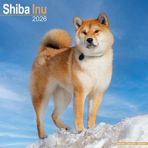 Shiba Inu Calendar 2026