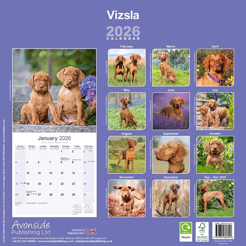 Vizsla Wall Calendar 2026
