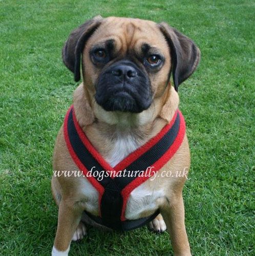 Red Fleece Lined Dog Harness