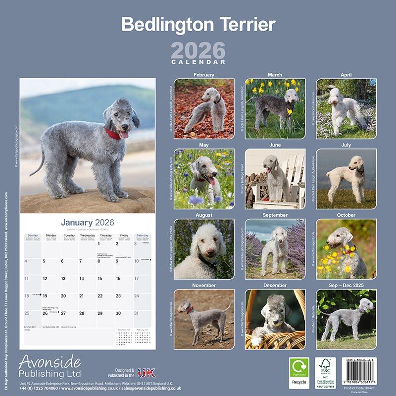 Bedlington Terrier Dog Lover Calendar