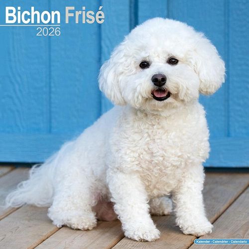 Bichon Frise Calendar 2026