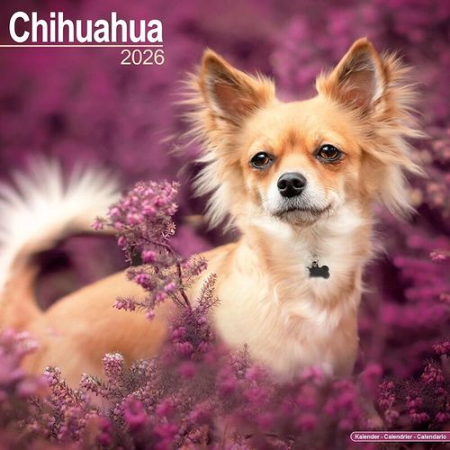 Chihuahua Calendar 2026