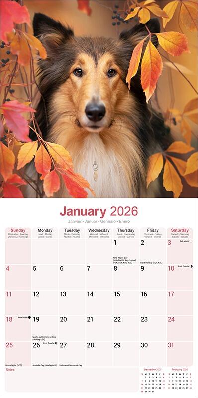 Collie Calendar 2026 Planner