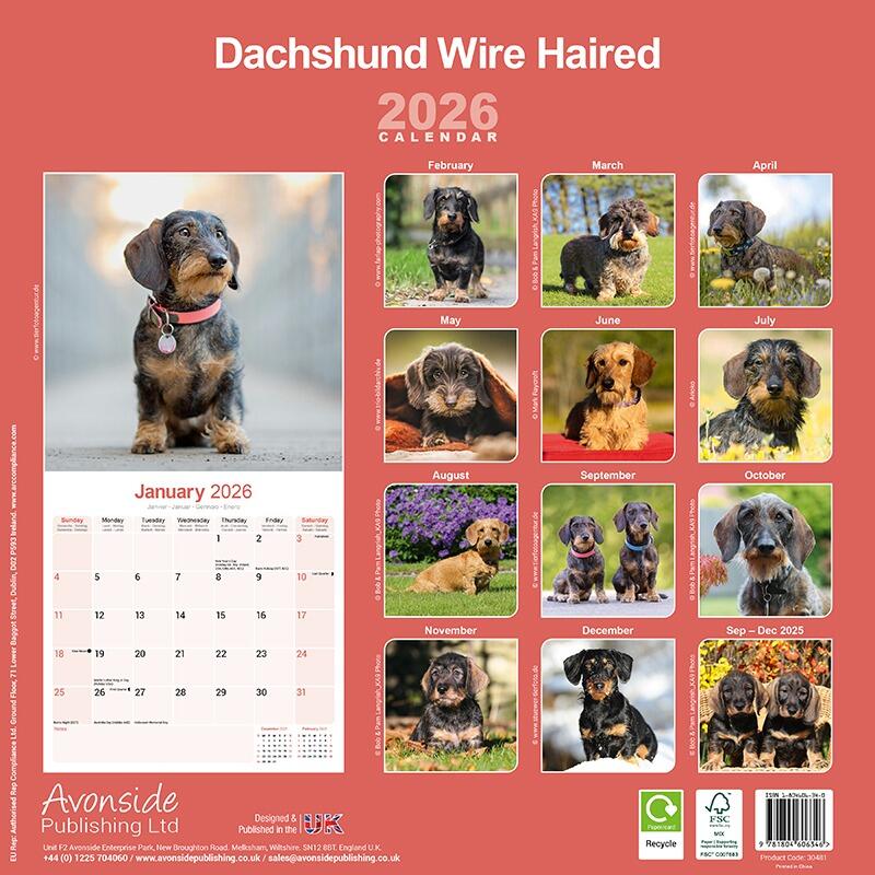 Wirehaired Dachshund Wall Calendar 2026
