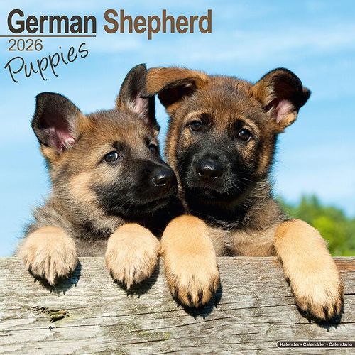 German Shepherd Puppies Calendar 2026