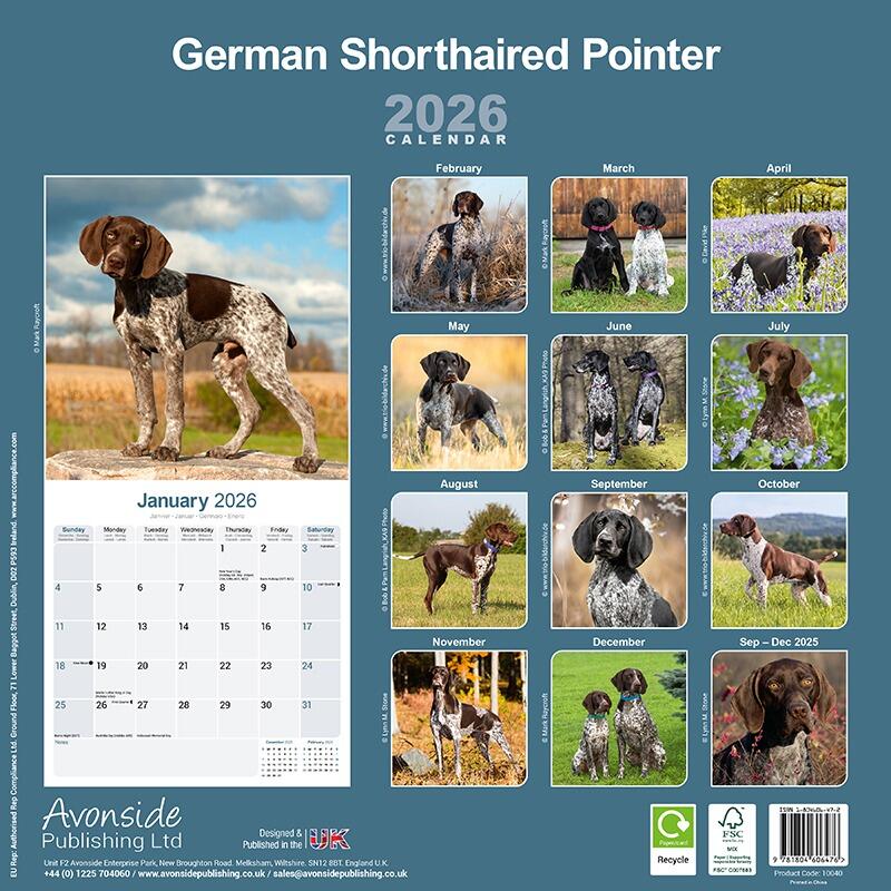 German Shorthaired Pointer Wall Calendar 2026