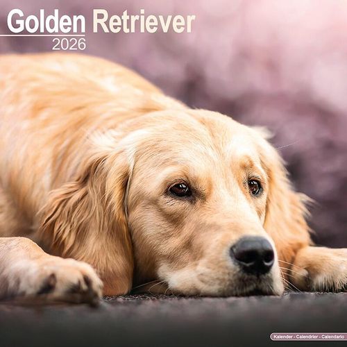 Golden Retriever Calendar 2026