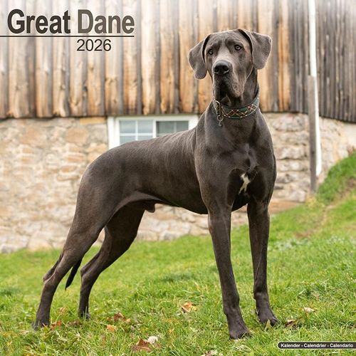 Great Dane Calendar 2026