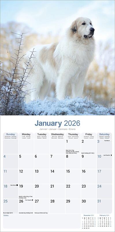 Great Pyrenees Calendar 2026 Planner
