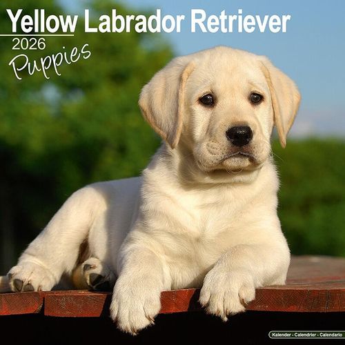 Yellow Labrador Puppy Calendar 2026