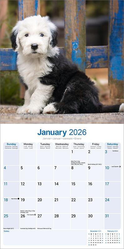 Old English Sheepdog Calendar 2026 Planner