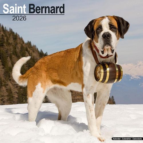 Saint Bernard Calendar 2026