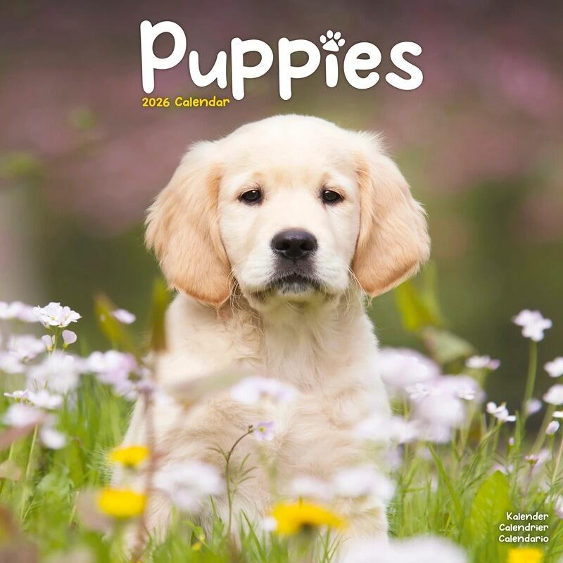 Puppies Calendar 2026