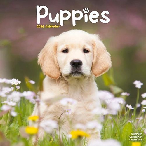 Puppies Calendar 2026