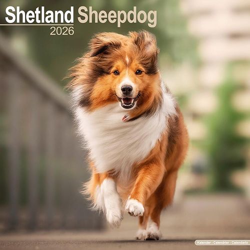 Shetland Sheepdog Calendar 2026