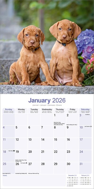 Vizsla Calendar 2026 Planner