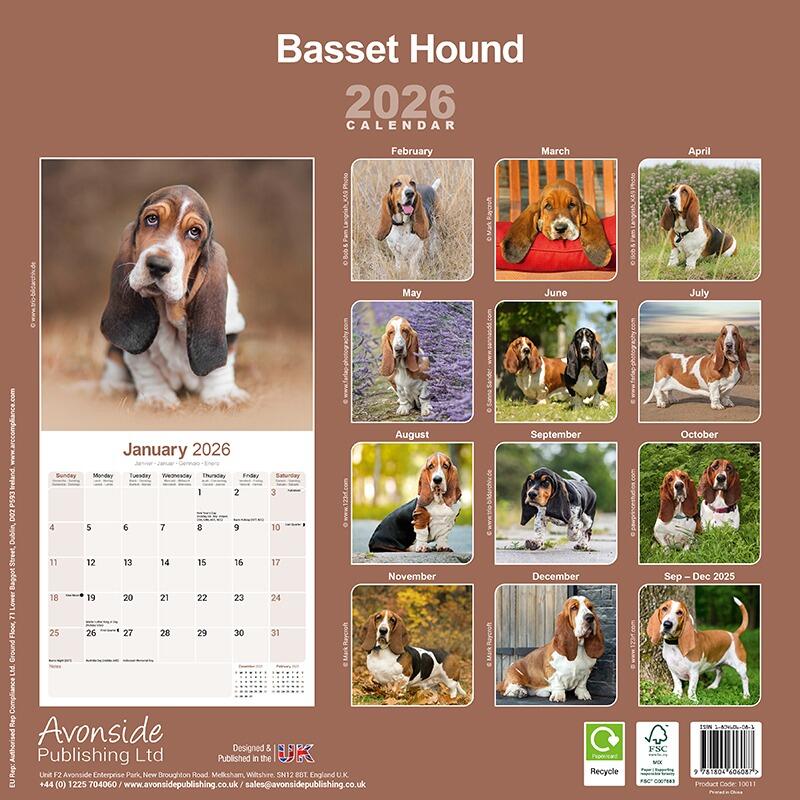 Basset Hound Lover Calendar