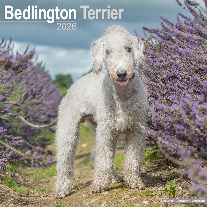 Bedlington Terrier Dog Breed Calendar 2026
